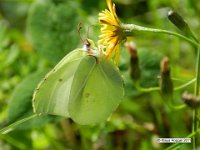 Zitronenfalter (Gonepteryx rhamni) 2